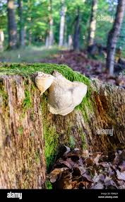 Attēlu rezultāti vaicājumam “Postia stiptica”