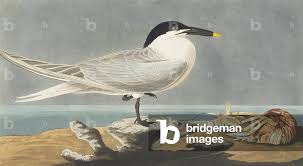 Attēlu rezultāti vaicājumam “Sterna sandvicensis”