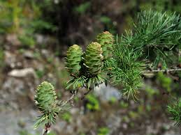 Attēlu rezultāti vaicājumam “Larix kaempferi leaf”