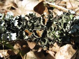 Attēlu rezultāti vaicājumam “Pleurosticta acetabulum”