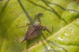 Attēlu rezultāti vaicājumam “Nepa cinerea nymph”