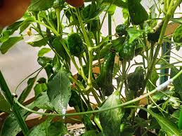 Afbeeldingsresultaat voor hungarian sweet apple sweet pepper