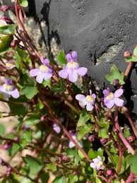Attēlu rezultāti vaicājumam “Saxifraga cymbalaria flower”