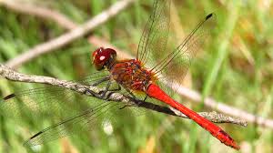 Attēlu rezultāti vaicājumam “Sympetrum sanguineum”