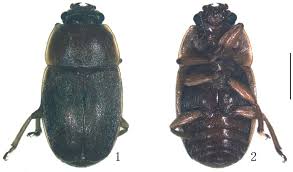 Attēlu rezultāti vaicājumam “Epuraea sp.”