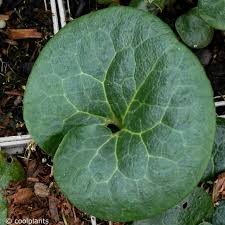 Attēlu rezultāti vaicājumam “Asarum europaeum”