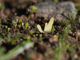 Attēlu rezultāti vaicājumam “Clavaria argillacea”