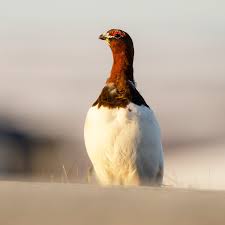 Attēlu rezultāti vaicājumam “Lagopus lagopus male”