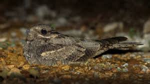 Attēlu rezultāti vaicājumam “Caprimulgus europaeus”