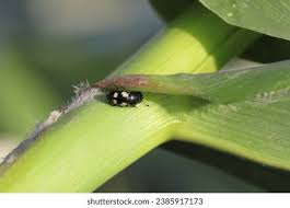 Attēlu rezultāti vaicājumam “Glischrochilus quadripunctatus imago”