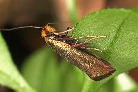 Attēlu rezultāti vaicājumam “Adela cuprella”