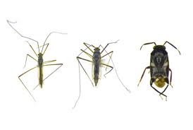 Attēlu rezultāti vaicājumam “Miridae”