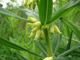 Attēlu rezultāti vaicājumam “Polygonatum verticillatum bud”