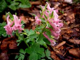 Attēlu rezultāti vaicājumam “Corydalis solida leaf”