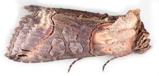 Attēlu rezultāti vaicājumam “Abrostola triplasia”