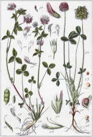 Attēlu rezultāti vaicājumam “Trifolium hybridum flower”