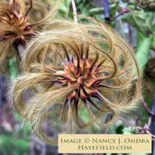 Attēlu rezultāti vaicājumam “Clematis fruit”