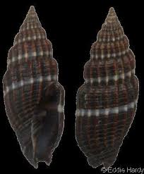 Attēlu rezultāti vaicājumam “Lycogala convexum”