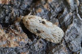 Attēlu rezultāti vaicājumam “Agonopterix aranella”