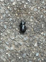 Attēlu rezultāti vaicājumam “Ceruchus chrysomelinus”