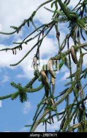 Attēlu rezultāti vaicājumam “Picea abies fo. virgata leaf”