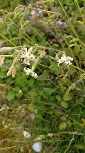 Attēlu rezultāti vaicājumam “Silene tatarica bud”