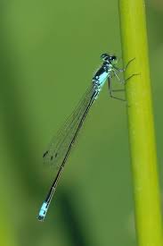 Attēlu rezultāti vaicājumam “Coenagrionidae”