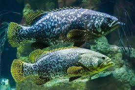 Image result for Epinephelus andersoni