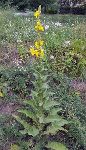 Image result for Königskerzen