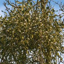 Attēlu rezultāti vaicājumam “Viscum album female flower”