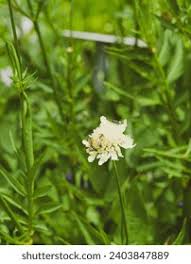 Image result for Scabiosa ochroleuca