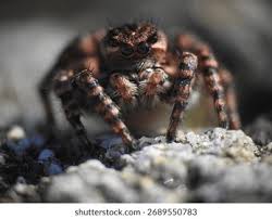 Attēlu rezultāti vaicājumam “Aelurillus v-insignitus”