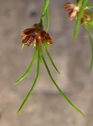Attēlu rezultāti vaicājumam “Juncus bulbosus”