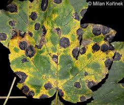 Attēlu rezultāti vaicājumam “Rhytisma acerinum”