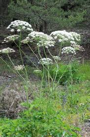 Attēlu rezultāti vaicājumam “Laserpitium latifolium flower”