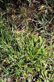 Attēlu rezultāti vaicājumam “Carex lepidocarpa fruit”