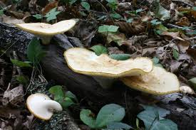 Attēlu rezultāti vaicājumam “Polyporus tuberaster”