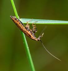 Attēlu rezultāti vaicājumam “Blattoptera”
