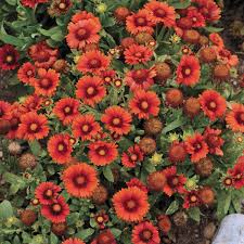 Image result for Gaillardia