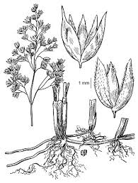 Attēlu rezultāti vaicājumam “Hierochloe odorata”
