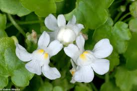 Attēlu rezultāti vaicājumam “Cymbalaria muralis”