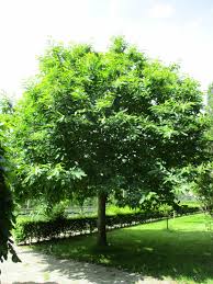 Attēlu rezultāti vaicājumam “Castanea sativa”