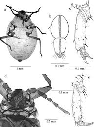 Attēlu rezultāti vaicājumam “Pemphigus borealis”