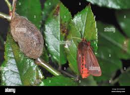 Attēlu rezultāti vaicājumam “Phragmatobia fuliginosa imago”