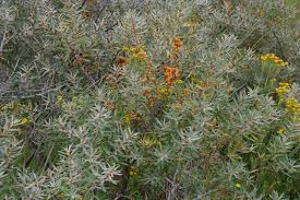 Attēlu rezultāti vaicājumam “Hippophae rhamnoides female flower”