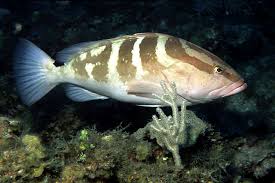 Image result for Epinephelus striatus