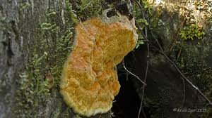 Attēlu rezultāti vaicājumam “Hapalopilus aurantiacus”