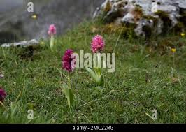 Attēlu rezultāti vaicājumam “Dactylorhiza russowii leaf”