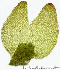 Attēlu rezultāti vaicājumam “Gymnocolea inflata”