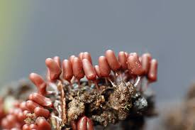 Attēlu rezultāti vaicājumam “Arcyria major”